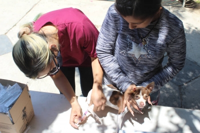 Arrancan la Campaña de “Vacunación Antirrábica Canina y Felina”